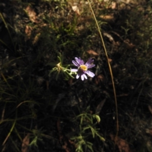 Vittadinia cuneata var. cuneata at Mount Clear, ACT - 9 Mar 2017 04:05 PM