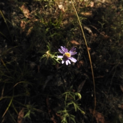 Vittadinia cuneata var. cuneata (Fuzzy New Holland Daisy) at Mount Clear, ACT - 9 Mar 2017 by JohnBundock