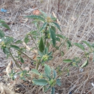 Euphorbia davidii at Jerrabomberra, ACT - 15 Mar 2017 03:22 PM