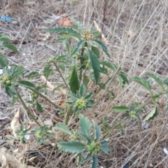 Euphorbia davidii (David's Spurge) at Jerrabomberra, ACT - 15 Mar 2017 by Mike