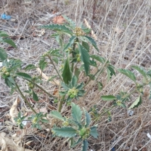 Euphorbia davidii at Jerrabomberra, ACT - 15 Mar 2017