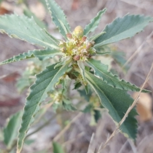 Euphorbia davidii at Jerrabomberra, ACT - 15 Mar 2017 03:22 PM