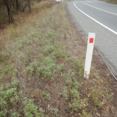 Euphorbia davidii at Jerrabomberra, ACT - 15 Mar 2017 03:22 PM