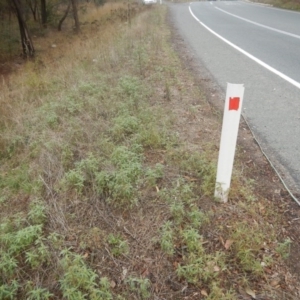 Euphorbia davidii at Jerrabomberra, ACT - 15 Mar 2017