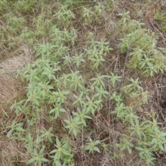 Euphorbia davidii at Jerrabomberra, ACT - 15 Mar 2017