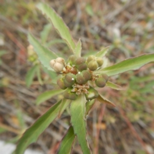 Euphorbia davidii at Jerrabomberra, ACT - 15 Mar 2017