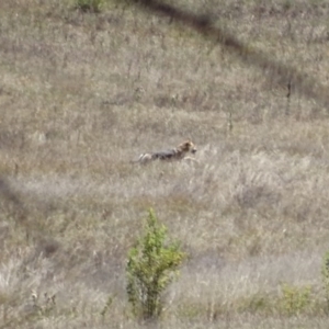 Canis lupus at Rendezvous Creek, ACT - 10 Mar 2017