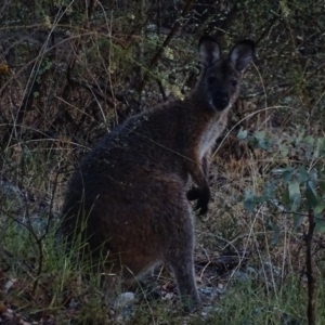 Notamacropus rufogriseus at Garran, ACT - 14 Mar 2017 06:59 PM