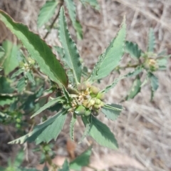 Euphorbia davidii (David's Spurge) at Isaacs Ridge and Nearby - 15 Mar 2017 by Mike