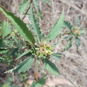 Euphorbia davidii at Isaacs, ACT - 15 Mar 2017