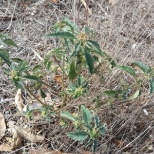 Euphorbia davidii at Isaacs, ACT - 15 Mar 2017