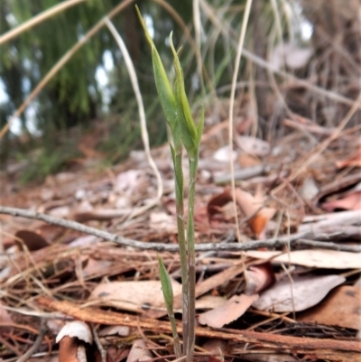 Diplodium ampliatum (Large Autumn Greenhood) at Cook, ACT - 14 Mar 2017 by CathB