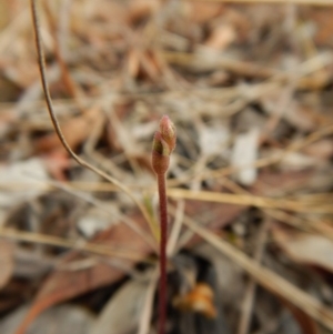 Eriochilus cucullatus at Cook, ACT - suppressed