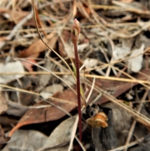 Eriochilus cucullatus at Cook, ACT - suppressed