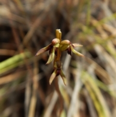 Corunastylis clivicola (Rufous midge orchid) at Mount Painter - 15 Mar 2017 by CathB