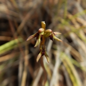 Corunastylis clivicola at Cook, ACT - 15 Mar 2017