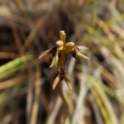 Corunastylis clivicola (Rufous midge orchid) at Mount Painter - 15 Mar 2017 by CathB