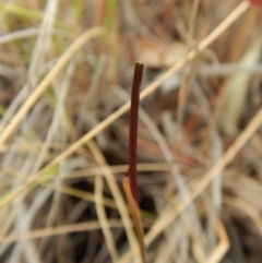 Corunastylis clivicola at Cook, ACT - suppressed