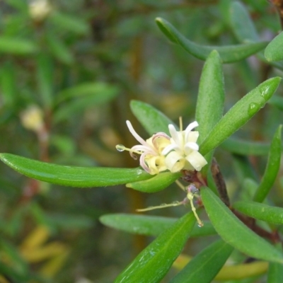 Persoonia subvelutina (Velvety Geebung) at Cotter River, ACT - 13 Mar 2017 by MatthewFrawley