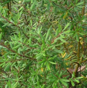 Persoonia subvelutina at Cotter River, ACT - 13 Mar 2017 08:59 AM