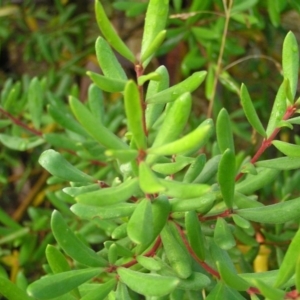 Persoonia subvelutina at Cotter River, ACT - 13 Mar 2017