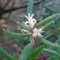 Persoonia subvelutina at Cotter River, ACT - 13 Mar 2017