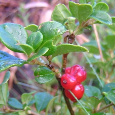 Coprosma hirtella (Currant Bush) at Cotter River, ACT - 13 Mar 2017 by MatthewFrawley