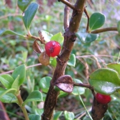 Coprosma hirtella at Cotter River, ACT - 13 Mar 2017