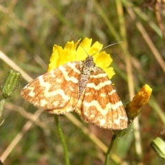 Chrysolarentia chrysocyma (Small Radiating Carpet) at Cotter River, ACT - 13 Mar 2017 by MatthewFrawley