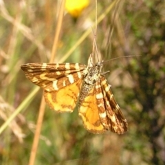 Chrysolarentia chrysocyma at Cotter River, ACT - 13 Mar 2017 11:05 AM