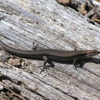 Lampropholis guichenoti (Common Garden Skink) at Cotter River, ACT - 13 Mar 2017 by MatthewFrawley