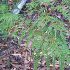 Pteridium esculentum (Bracken) at Cotter River, ACT - 13 Mar 2017 by MatthewFrawley