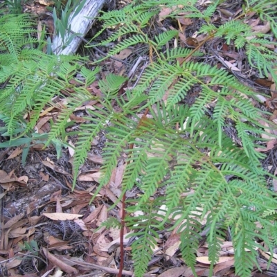 Pteridium esculentum (Bracken) at Cotter River, ACT - 13 Mar 2017 by MatthewFrawley