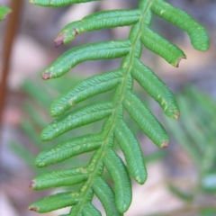 Pteridium esculentum at Cotter River, ACT - 13 Mar 2017 03:04 PM