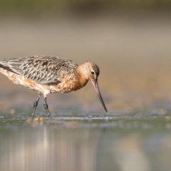 Limosa lapponica (Bar-tailed Godwit) at Merimbula, NSW - 15 Mar 2017 by Leo