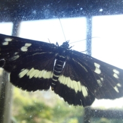 Cruria synopla (Forest Day-moth) at Barragga Bay, NSW - 16 Mar 2017 by narelle