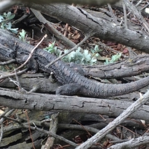 Pogona barbata at Chifley, ACT - 15 Mar 2017