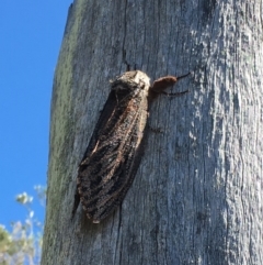 Endoxyla encalypti (Wattle Goat Moth) at Tathra, NSW - 28 Jan 2017 by alirodway