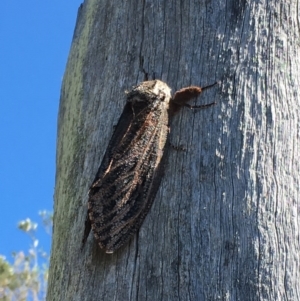 Endoxyla encalypti at Tathra, NSW - 29 Jan 2017 10:21 AM