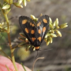 Asura cervicalis (Spotted Lichen Moth) at QPRC LGA - 17 Feb 2016 by michaelb