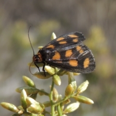 Asura cervicalis at Tralee, NSW - 17 Feb 2016 06:20 PM