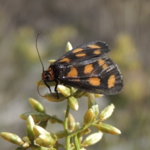 Asura cervicalis at Tralee, NSW - 17 Feb 2016 06:20 PM