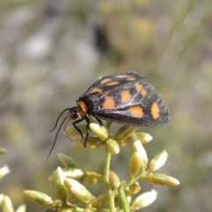 Asura cervicalis at Tralee, NSW - 17 Feb 2016 06:20 PM