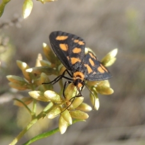 Asura cervicalis at Tralee, NSW - 17 Feb 2016 06:20 PM