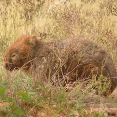 Vombatus ursinus (Common wombat, Bare-nosed Wombat) at Greenway, ACT - 16 Mar 2017 by MatthewFrawley