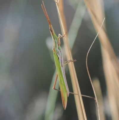 Acrida conica (Giant green slantface) at Molonglo River Reserve - 11 Mar 2017 by KenT