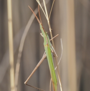 Acrida conica at Molonglo River Reserve - 12 Mar 2017 09:21 AM