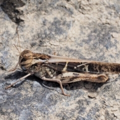 Gastrimargus musicus (Yellow-winged Locust or Grasshopper) at Molonglo River Reserve - 11 Mar 2017 by KenT