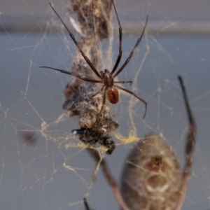 Trichonephila edulis at Murrumbateman, NSW - 16 Mar 2017 05:20 PM
