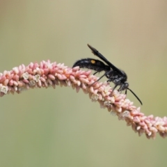 Laeviscolia frontalis (Two-spot hairy flower wasp) at Molonglo Valley, ACT - 11 Mar 2017 by KenT